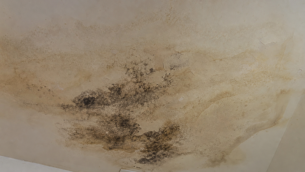 Evaporative Cooler Mold in Tucson Homes Evaporative cooler mold on a ceiling in a Tucson Arizona home